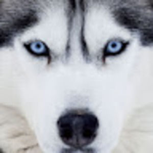 Meet your Posher, The aa